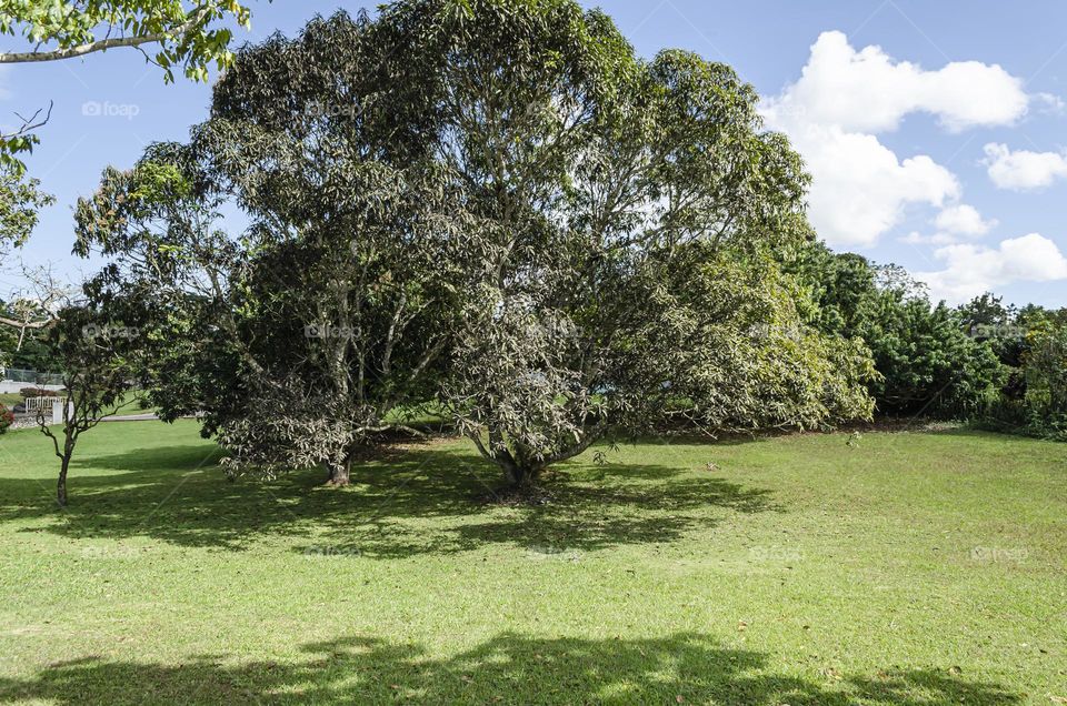 Tree Growing On Lawn