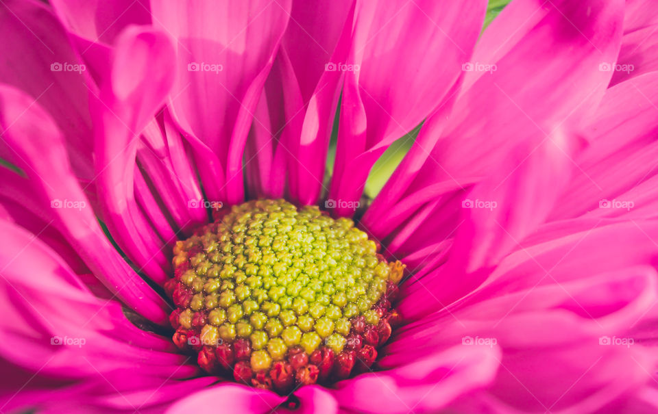 Beautiful Spring Flower 