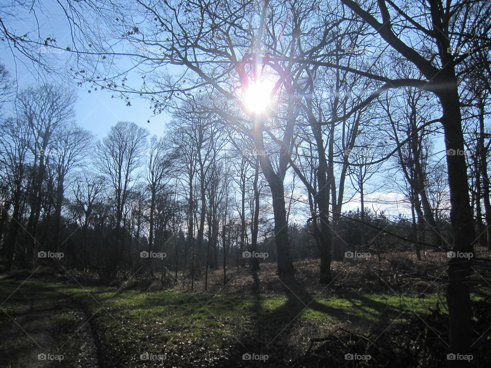 Sunlight And Branches