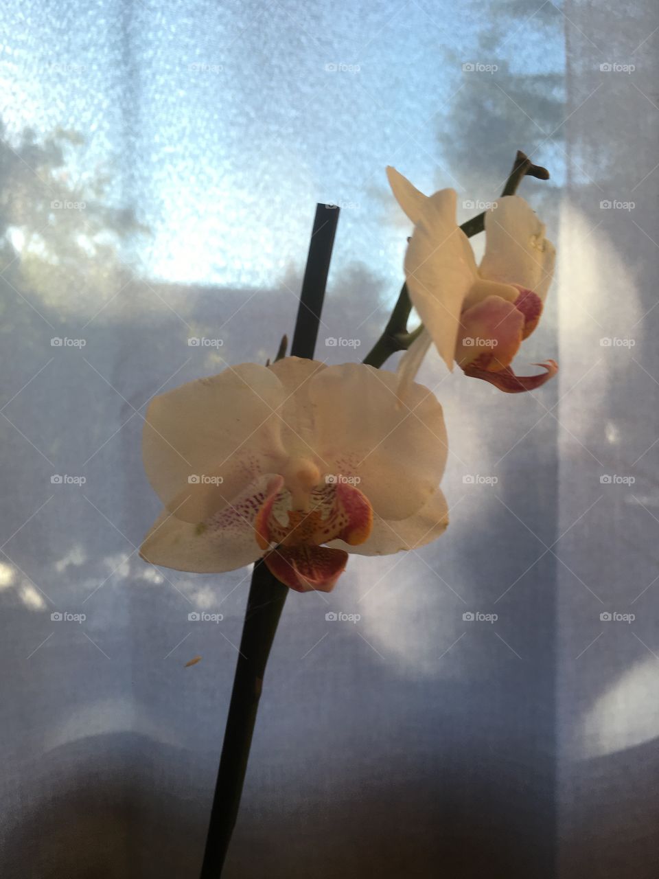 Orchids 