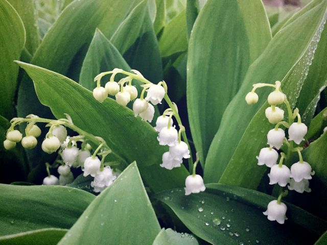 Lily of the Valley plants after a spring storm