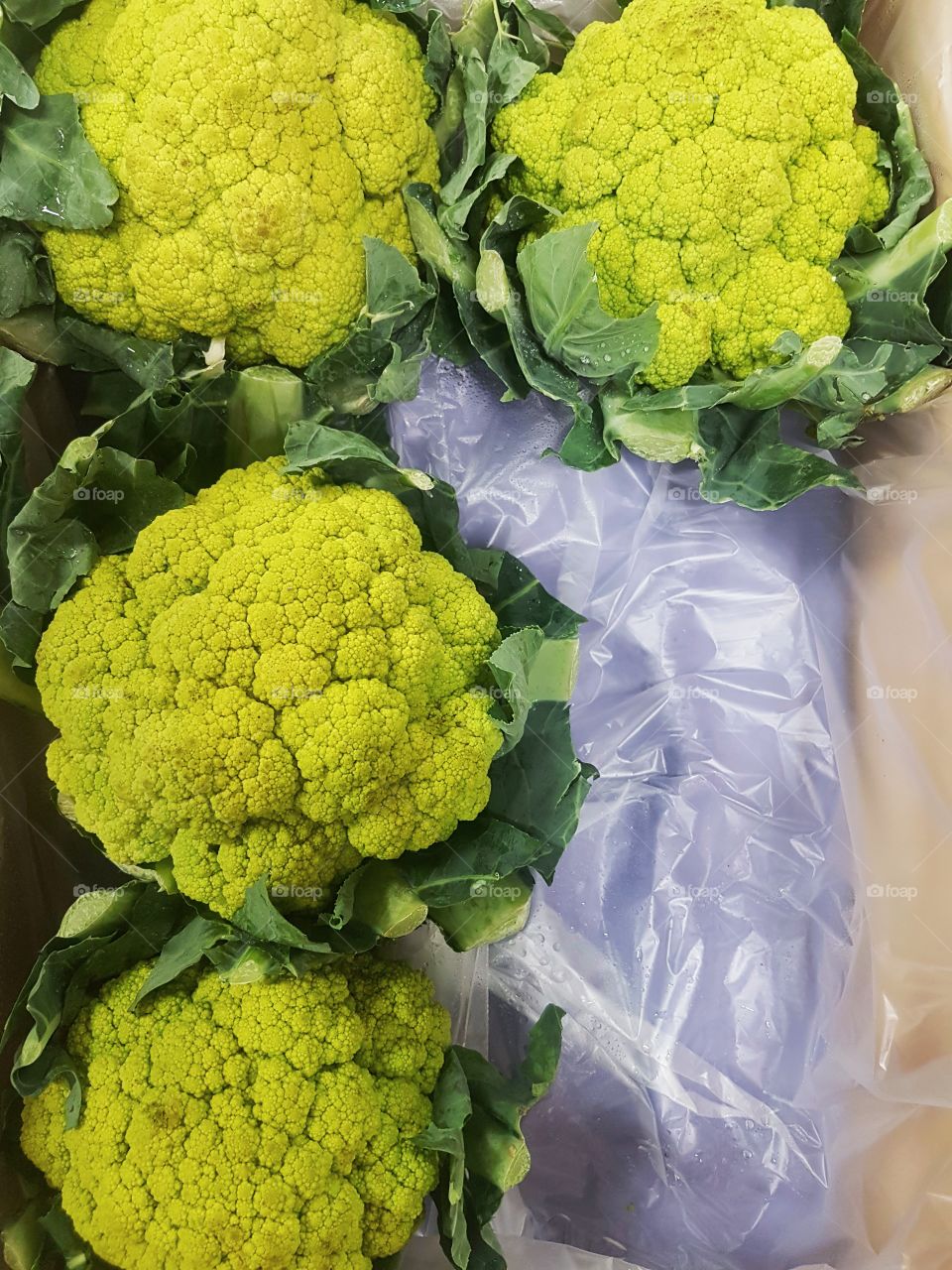 fresh green coloured Califlower vegetable at market