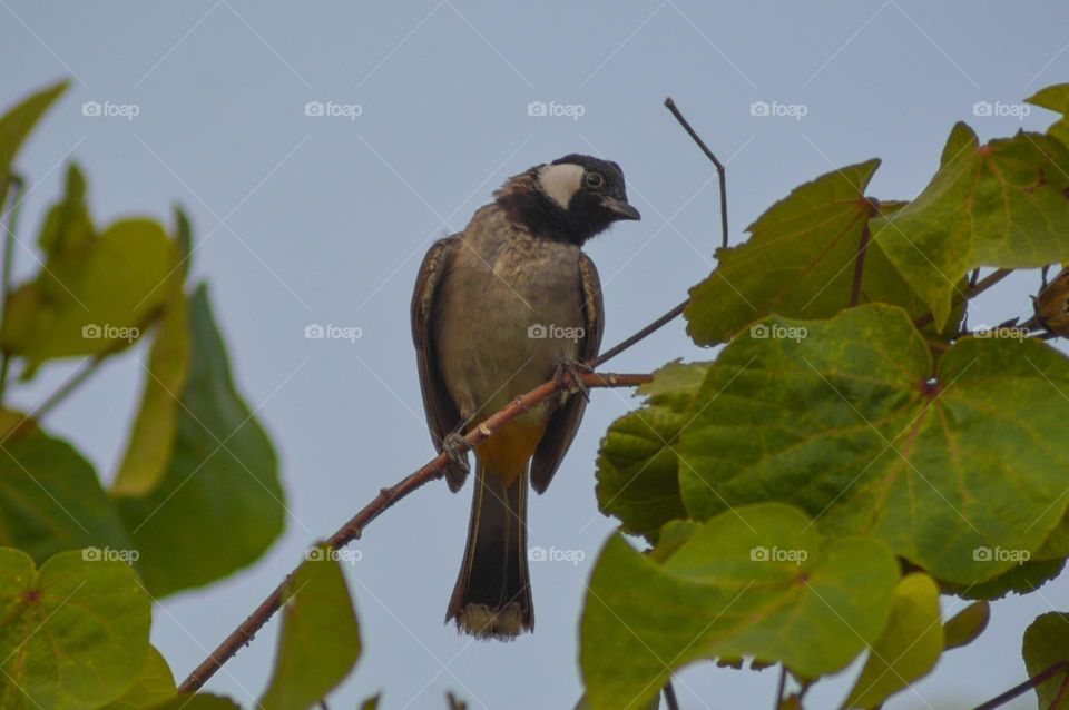 beautiful little bird picture taken by dslr camera nakon d3200