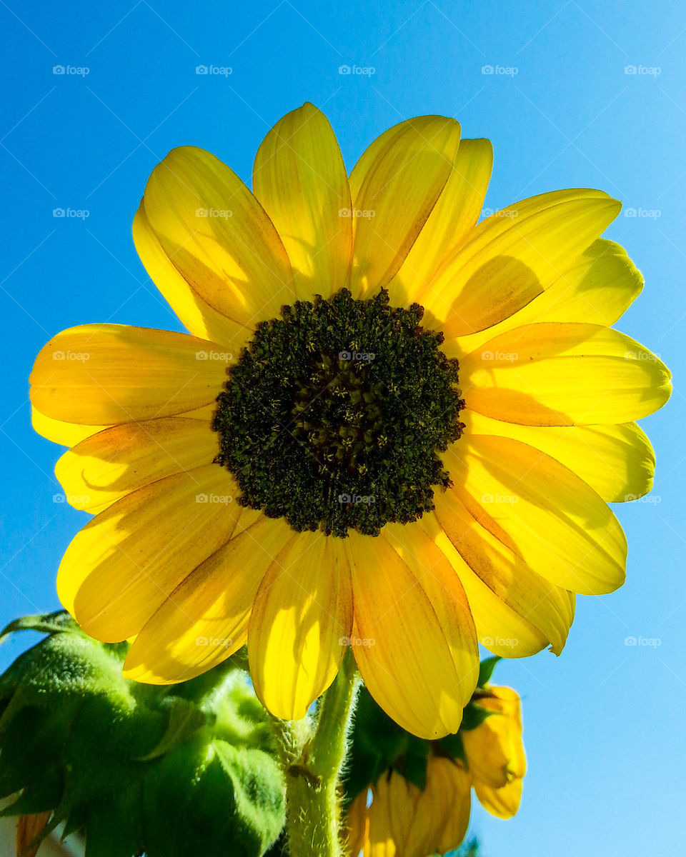 sunflower