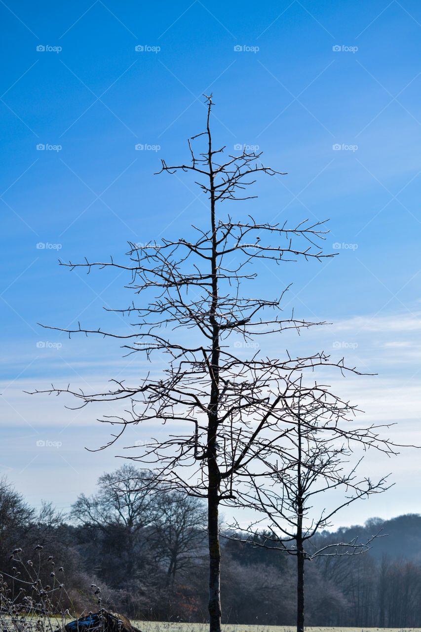 Tree on blue background 