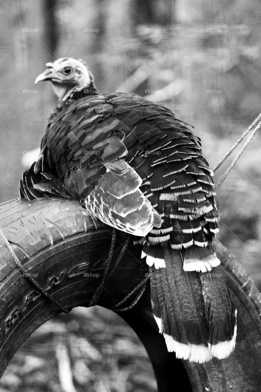 A turkey on its tire swing.