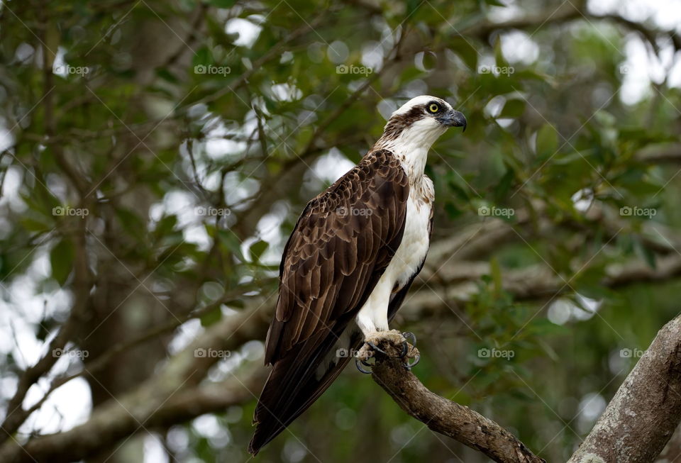 Osprey