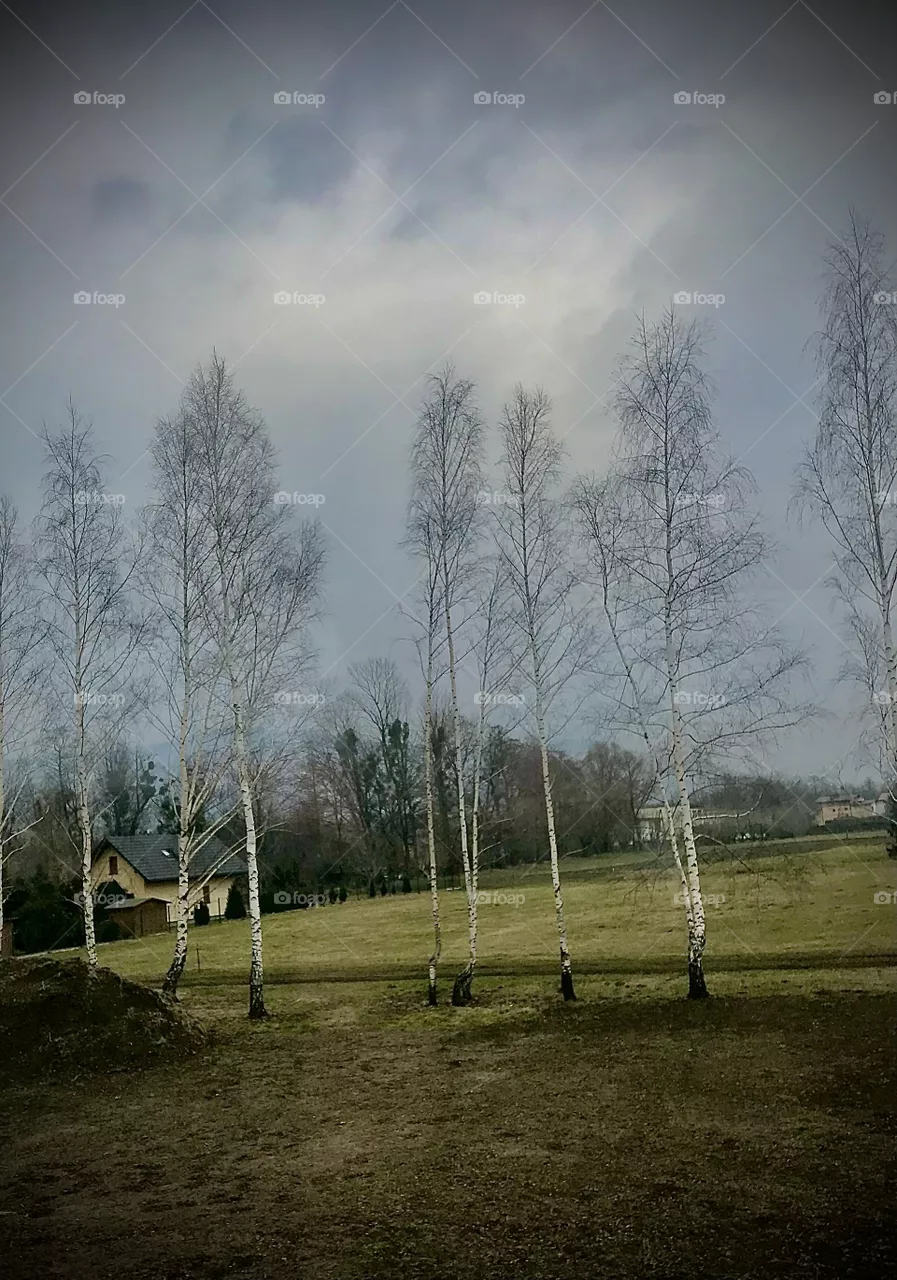 Trees