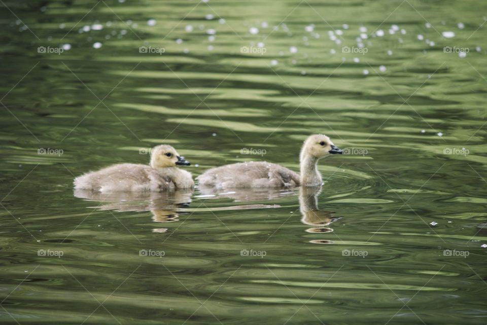 Goslings going for a swim 