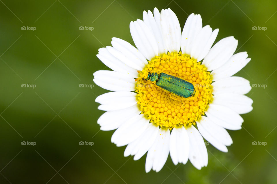 Flower on top of the flower 