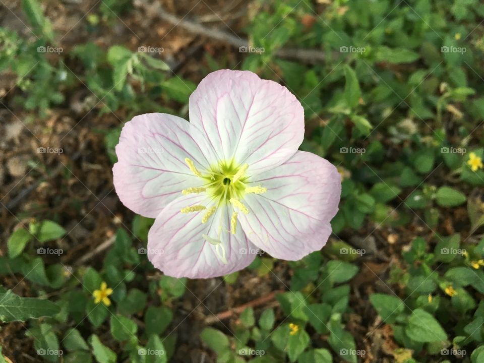 Evening primrose 