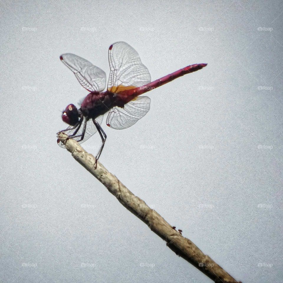 The red dragonfly
