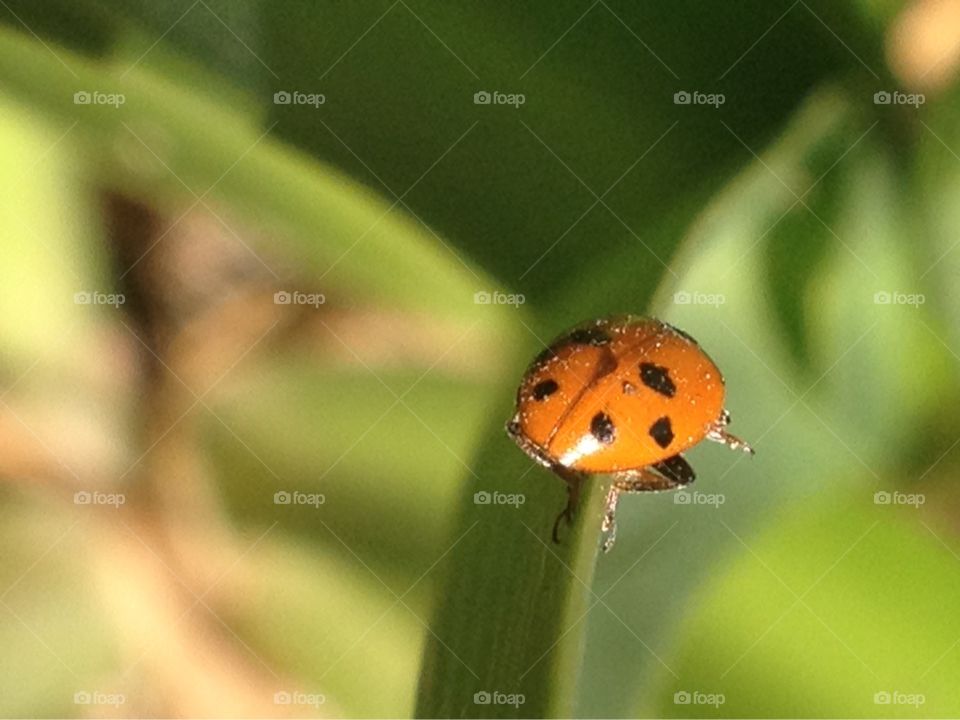 Lady beetle