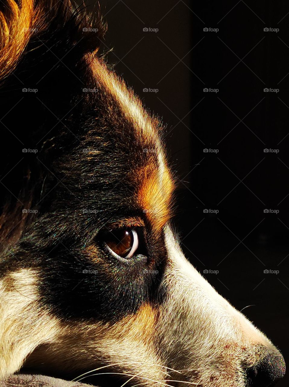 Border Collie looking around the corner, beautiful eyes