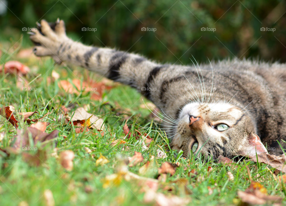 Cat stretching 