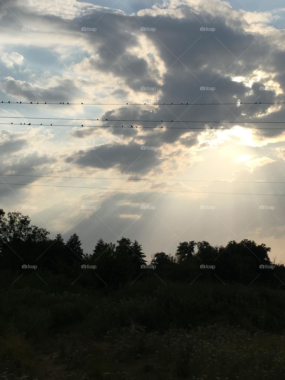 Birds and sunshine 