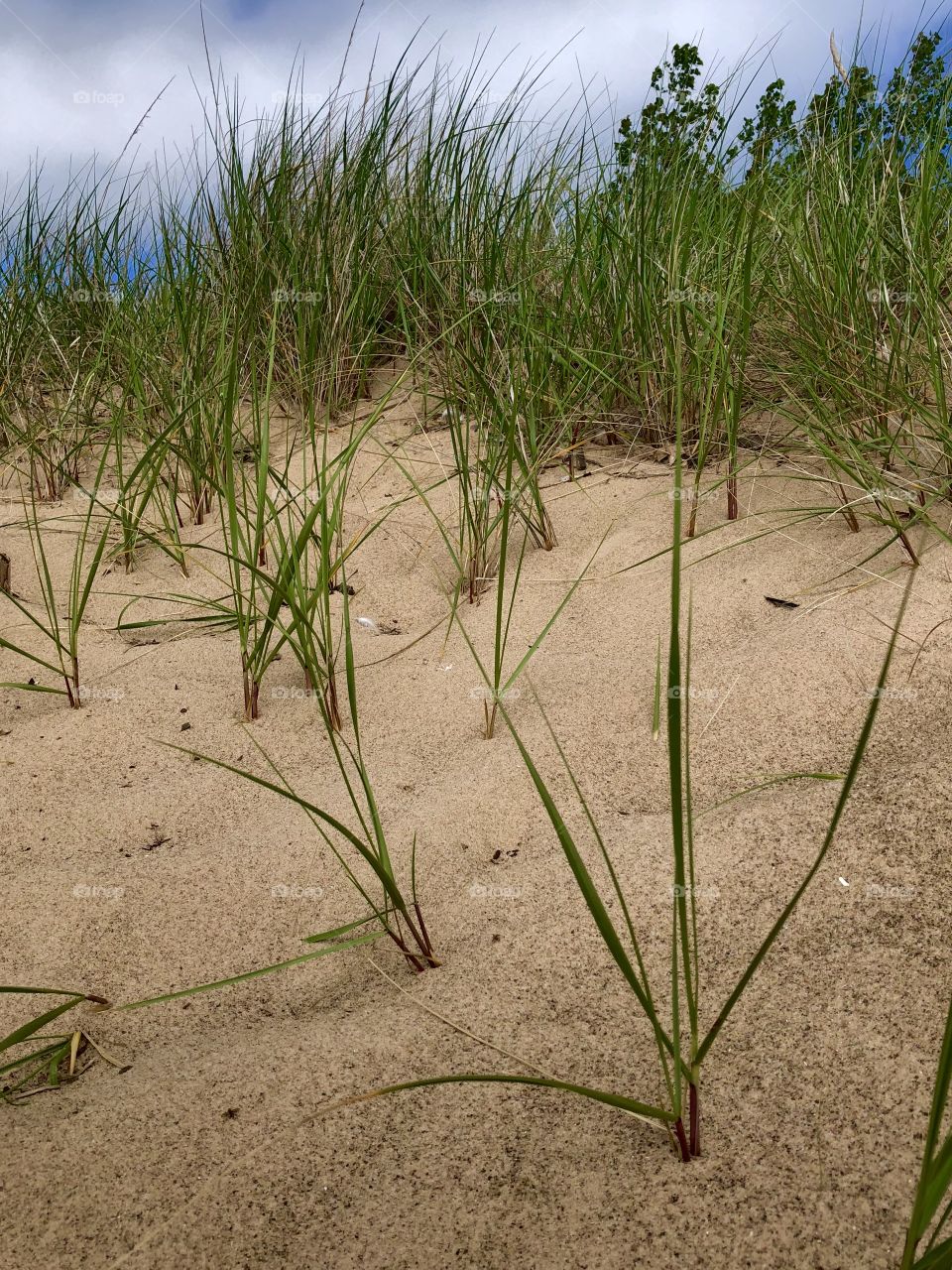 Dune grass