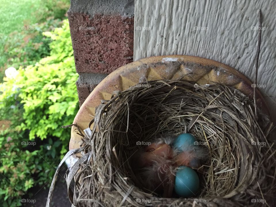 Baby Robins. A nest of baby robins 
