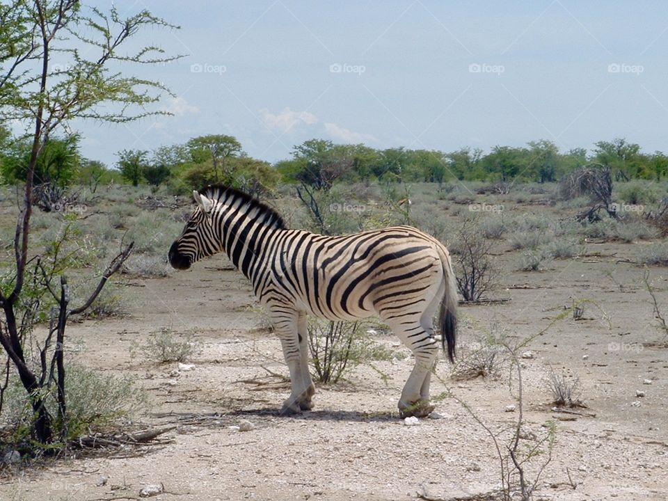 Lone Zebra, Namibia, Africa