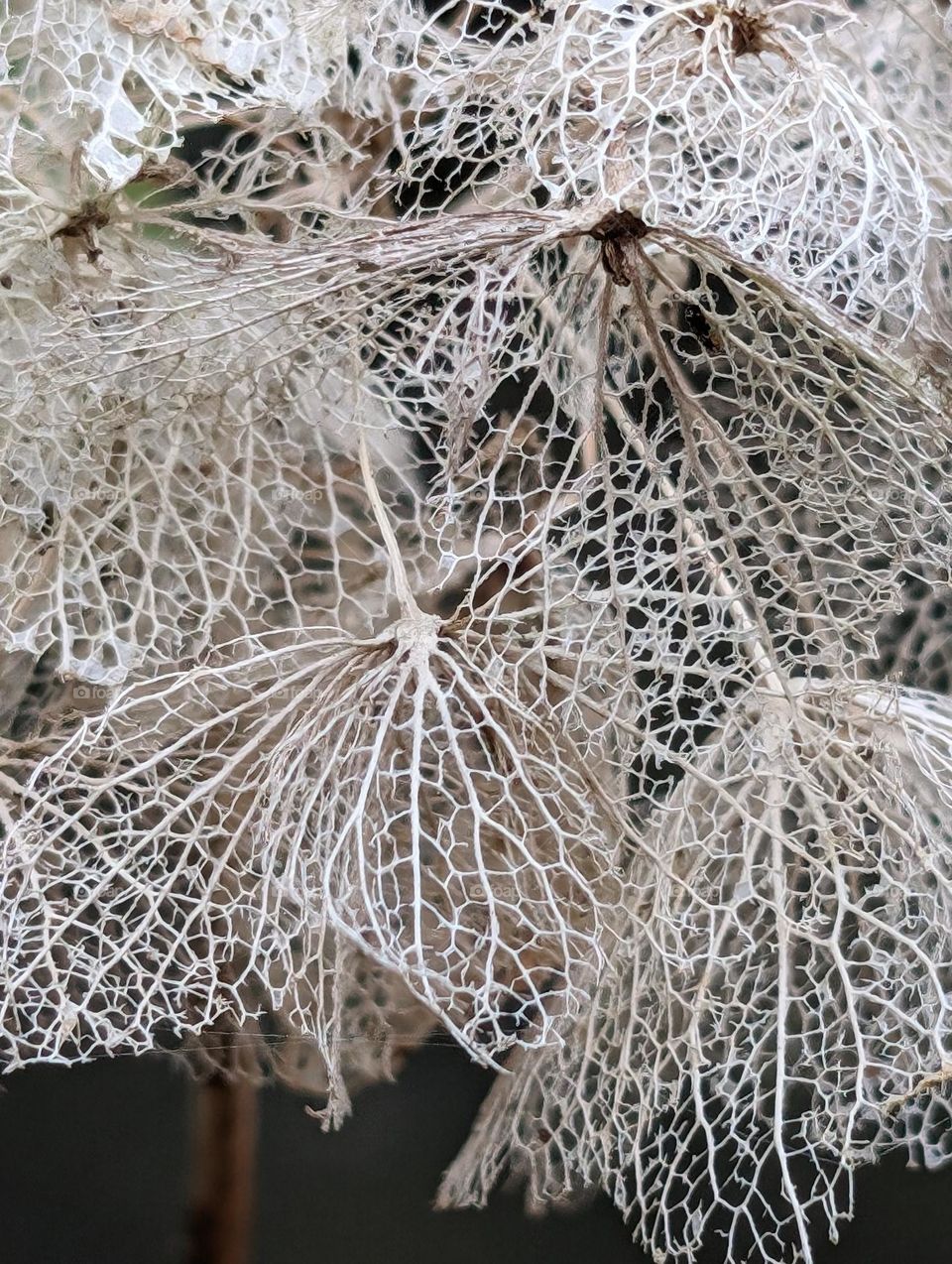 Skeleton of the hydrangea flowers