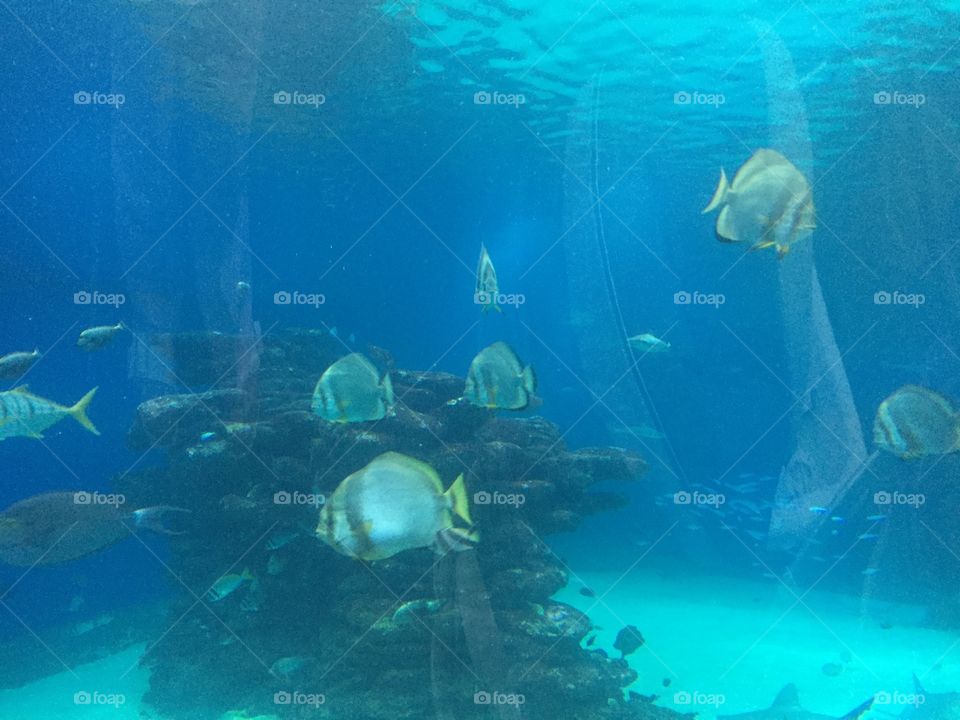 Eilat aquarium 