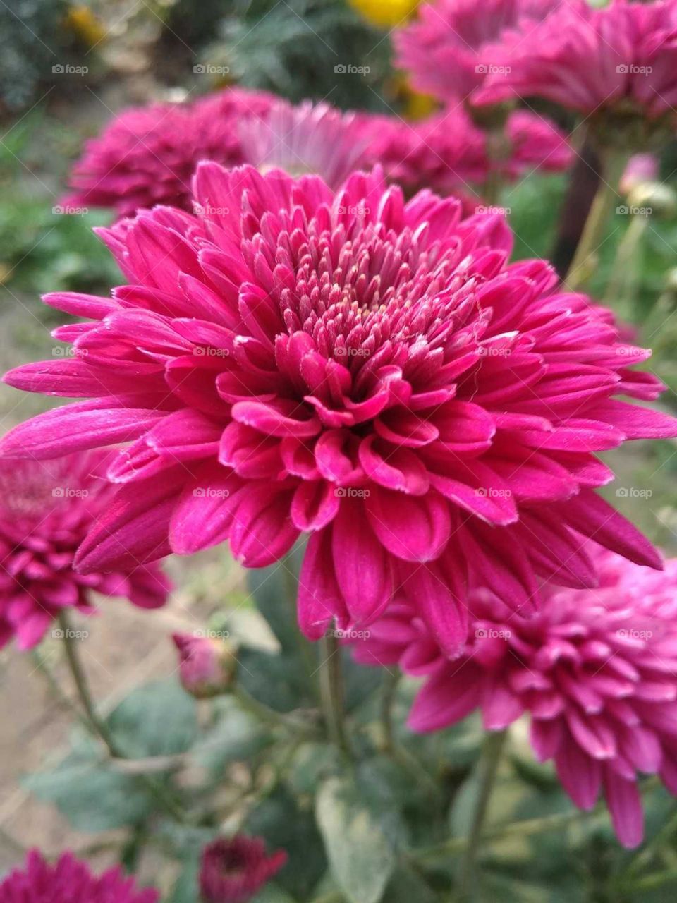 red flower garden in india