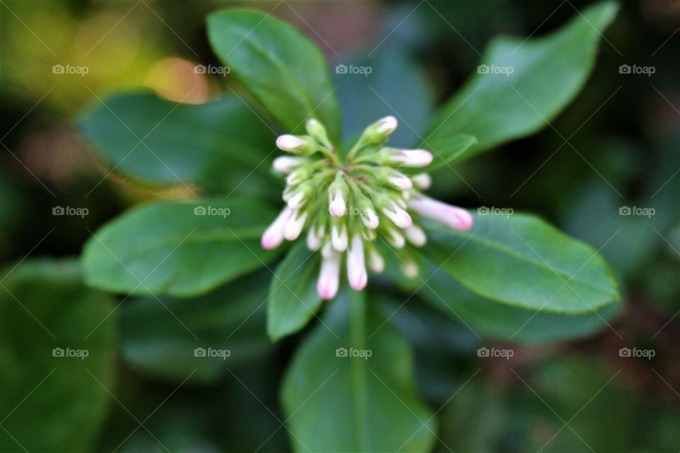 pink buds forming.