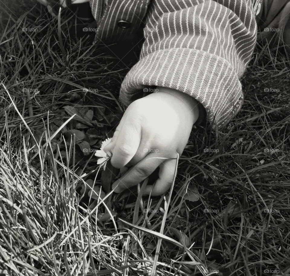 Chubby child-hand picking a flower