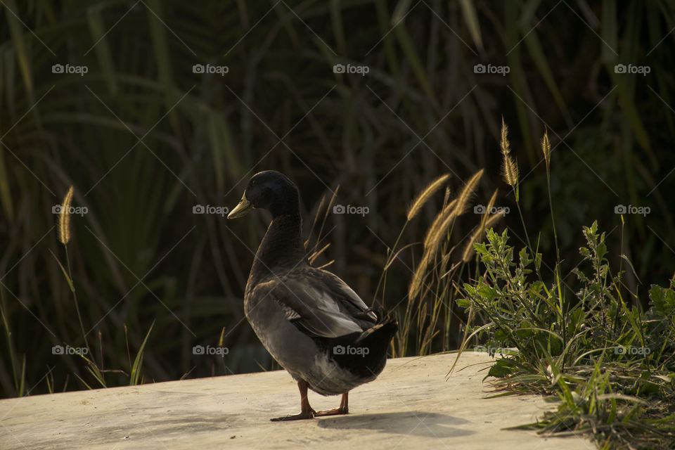 Duck standing by the bushes