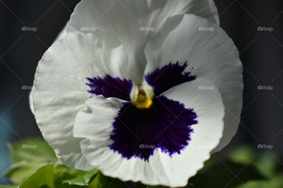 purple and white pansy