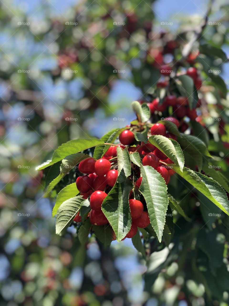 Cherry season 