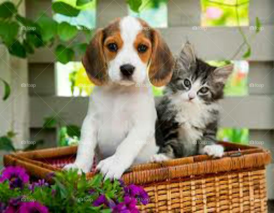 puppy ,cat cutness are different ideas. It gives us charm and to watch carefully this pic are so tallented.