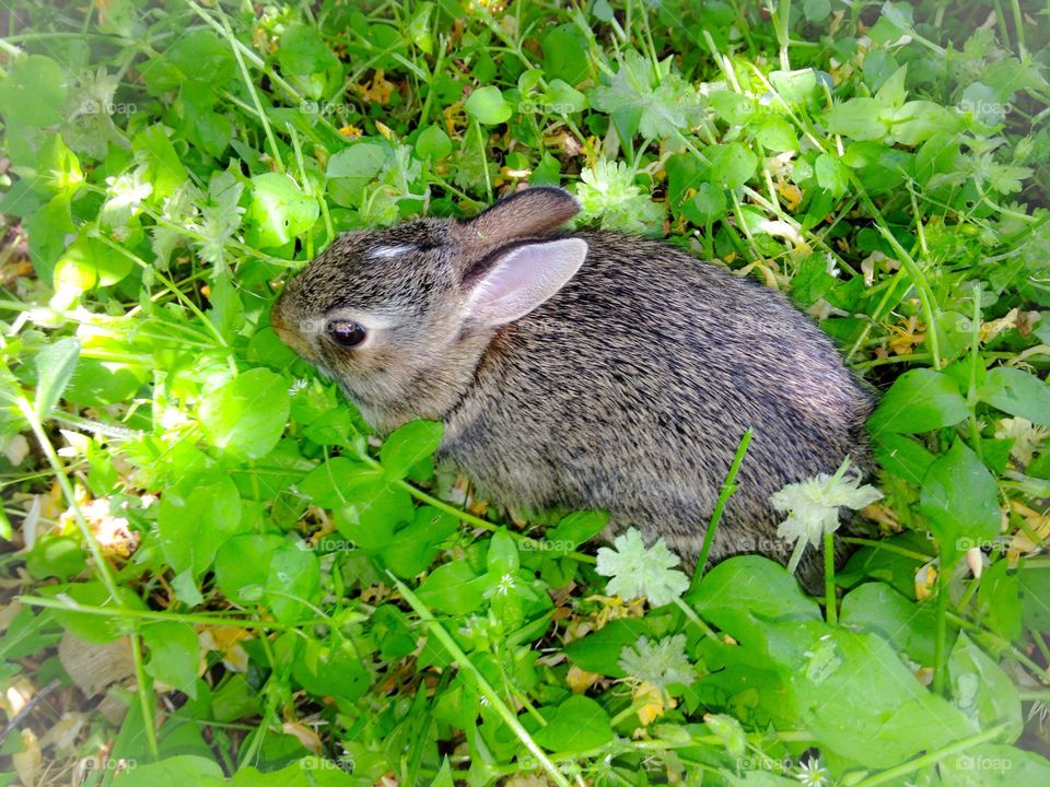 Found a little bunny while I was weed eating yesterday. I'm glad I didn't hit him.