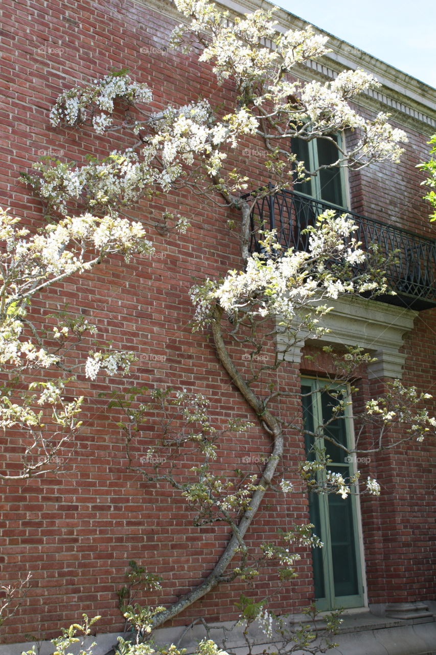 White wisteria blooming Windows 
