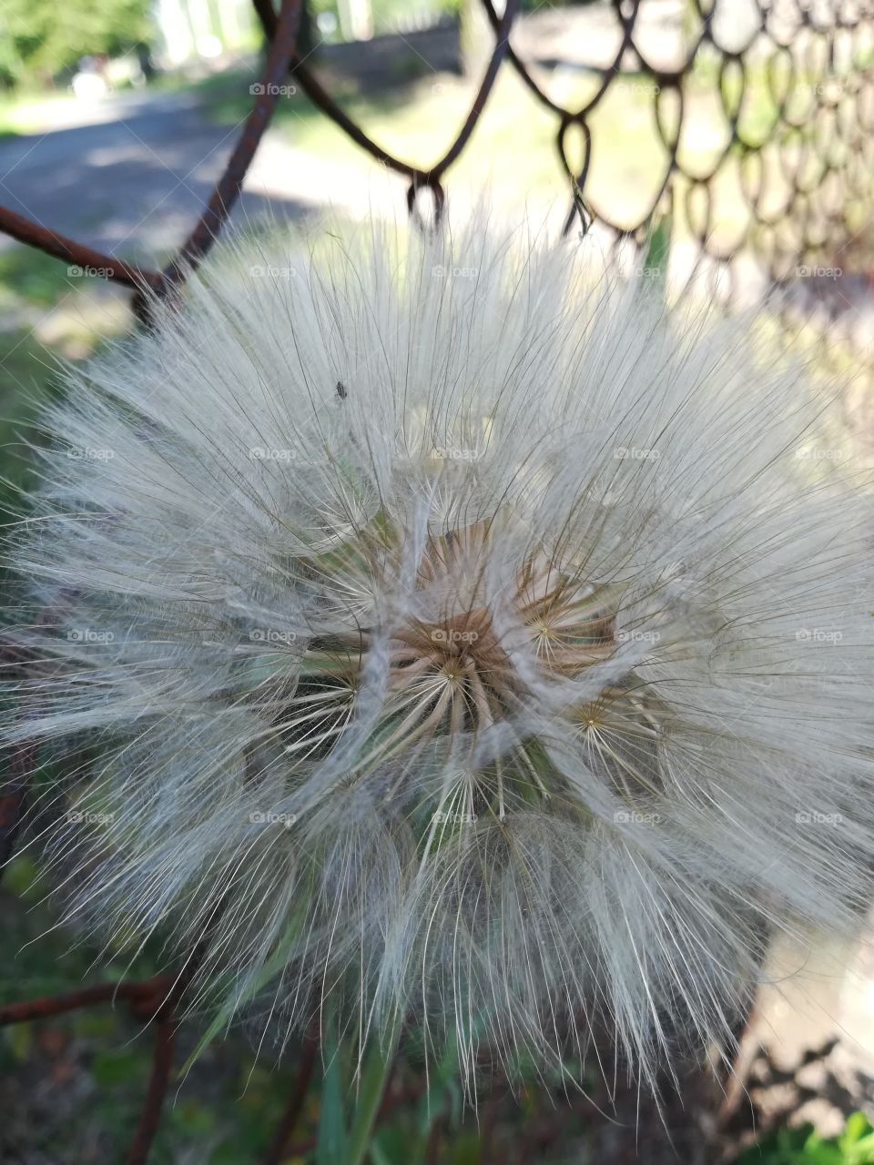 Dandelion