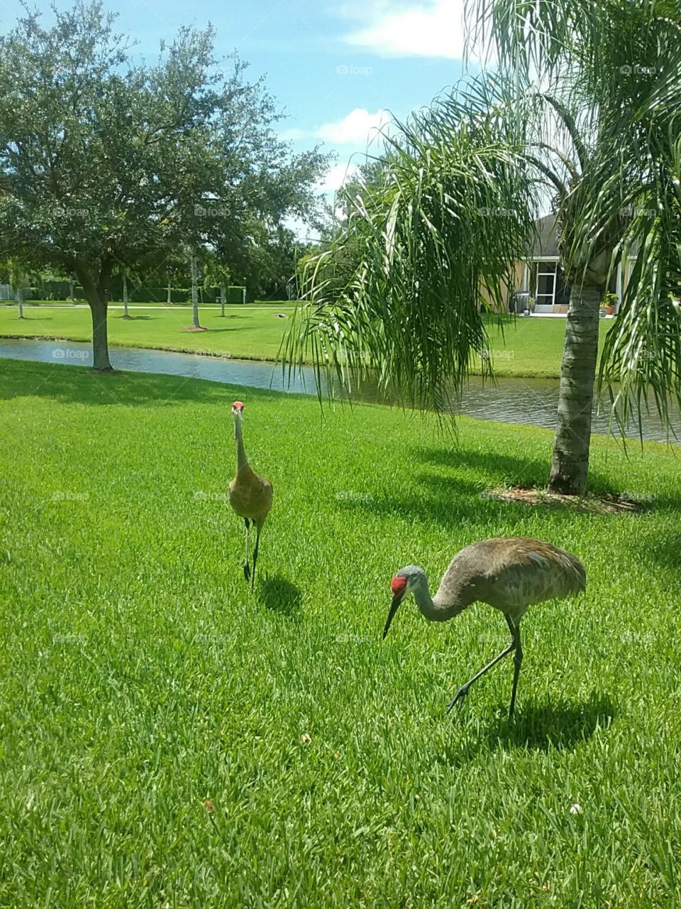 The sandhill cranes in Florida. 