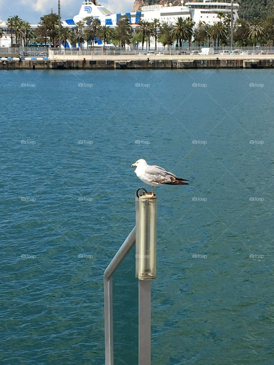 Spain seagull 