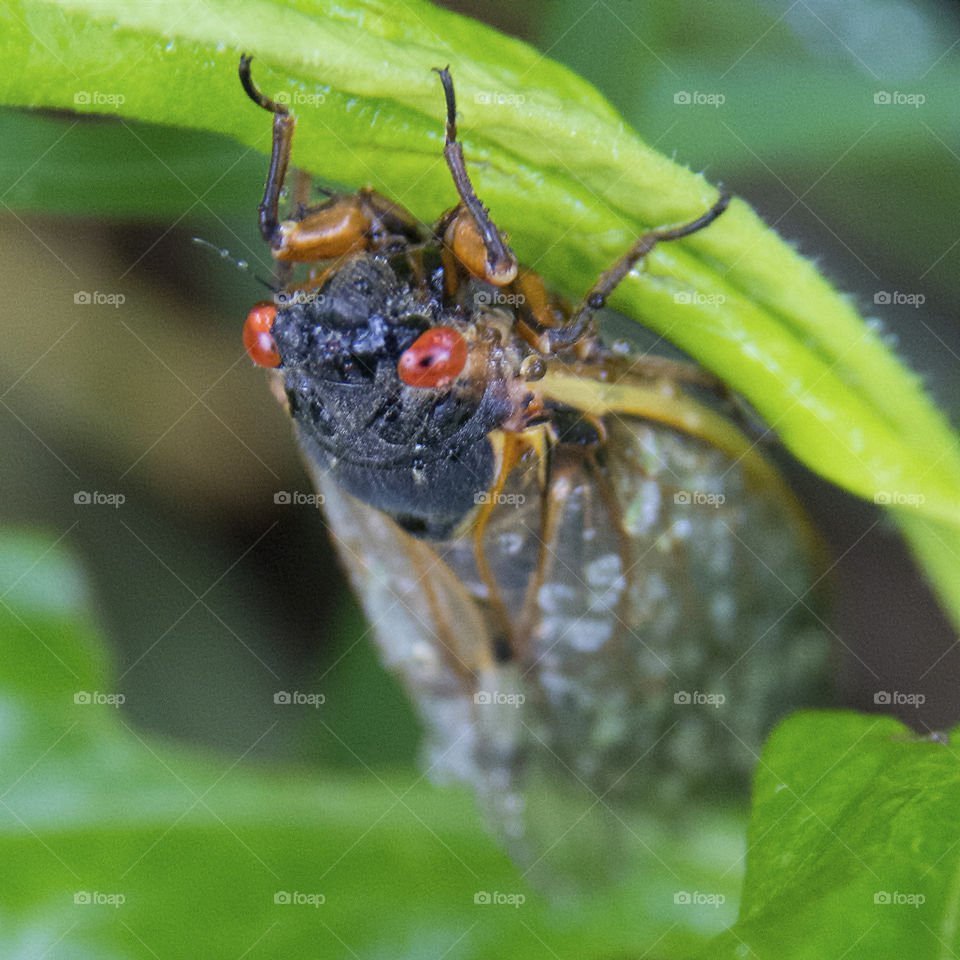 Seventeen Year Cicada on the underside of a leaf 