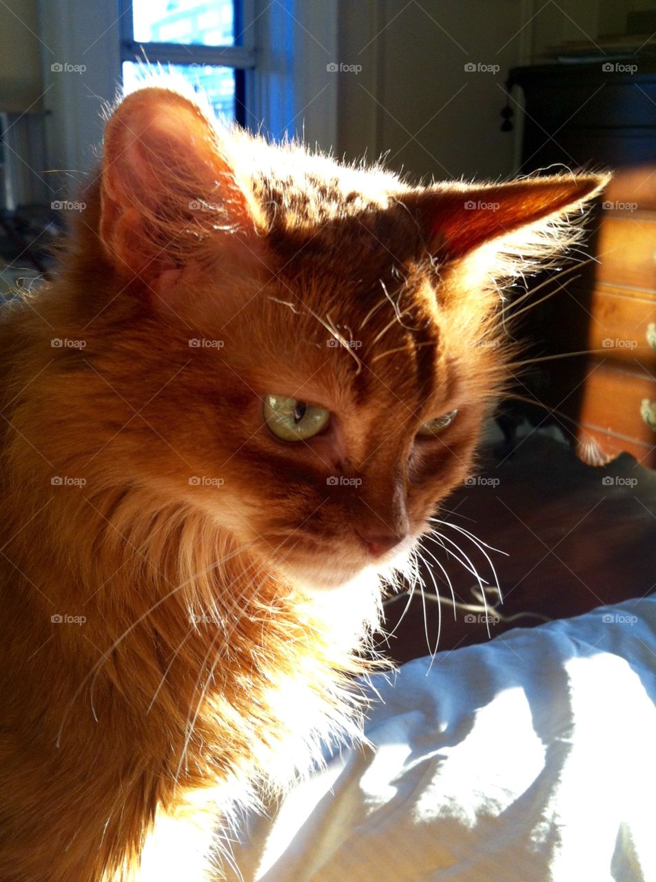 Pensive Penny. Penny the Somali cat poses in the sun