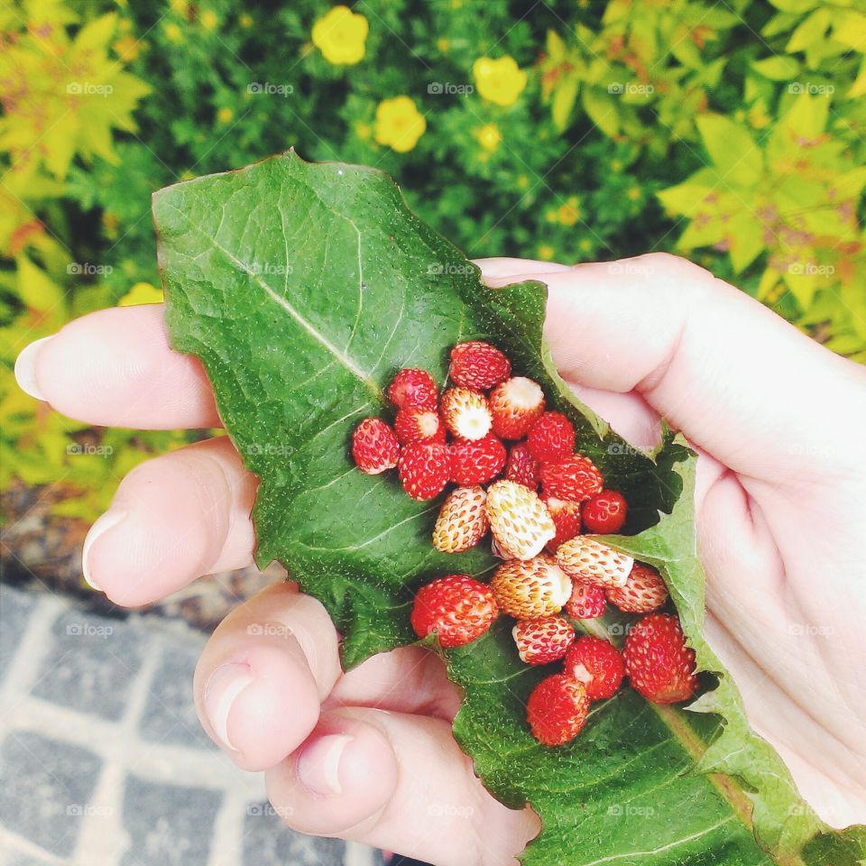 Wild strawberries in leaf holded by person