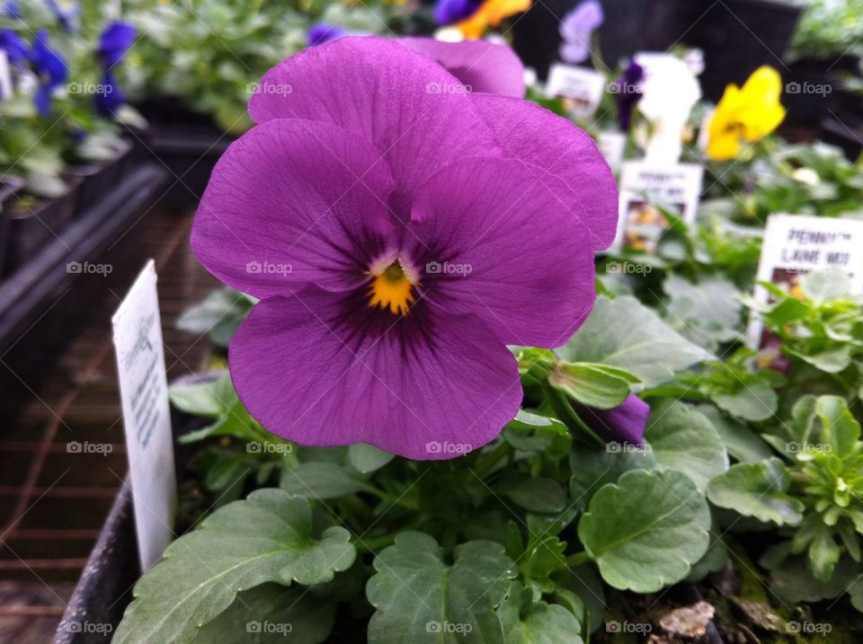 Pansy 2