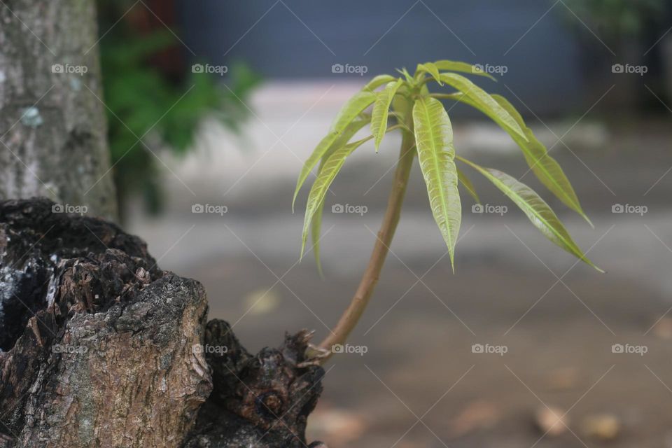 Mango tree buds