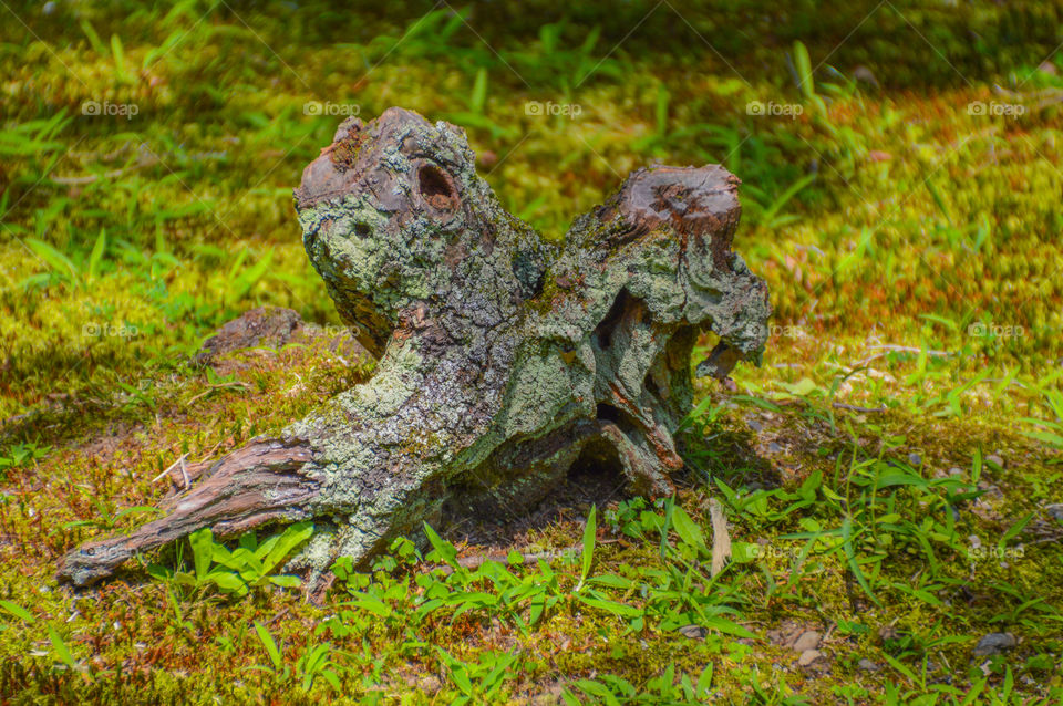 Dead Tree Trunk In The Grass