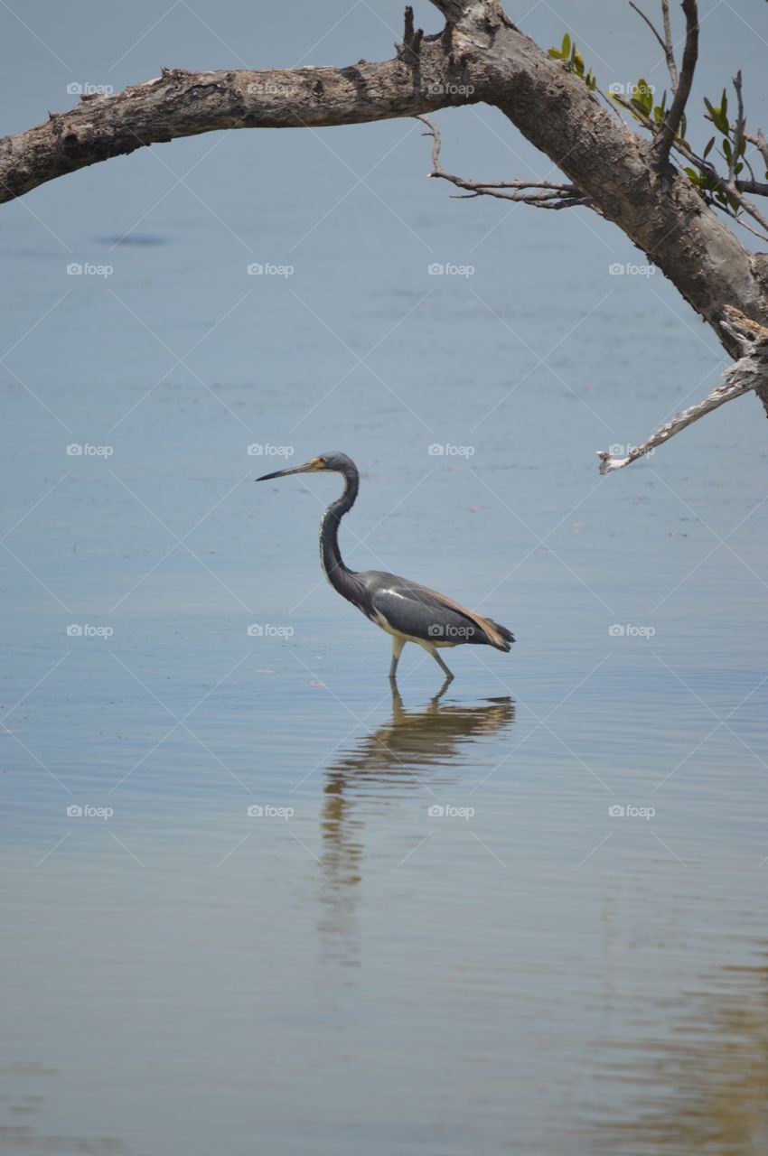 Bird in swamp