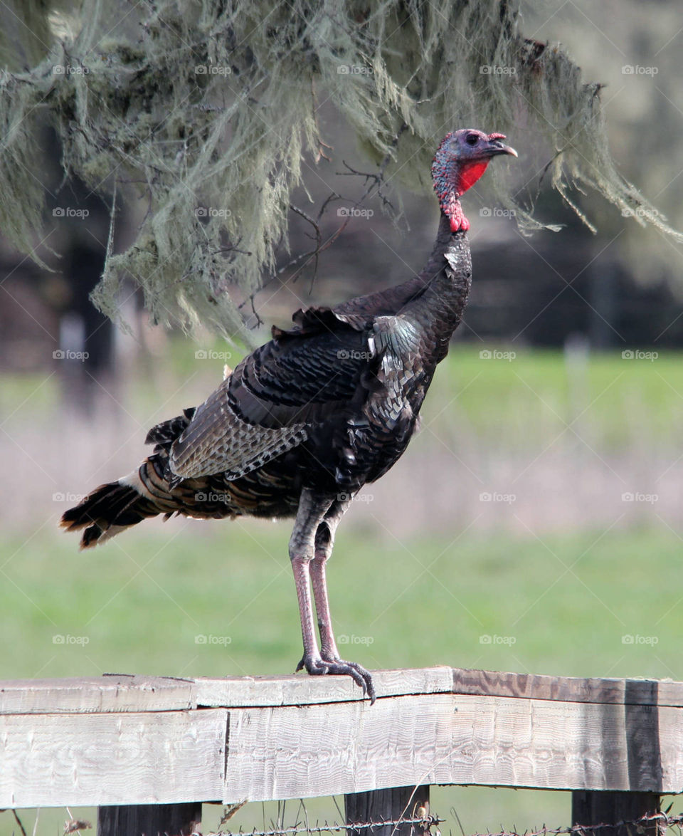 Turkey on a fence