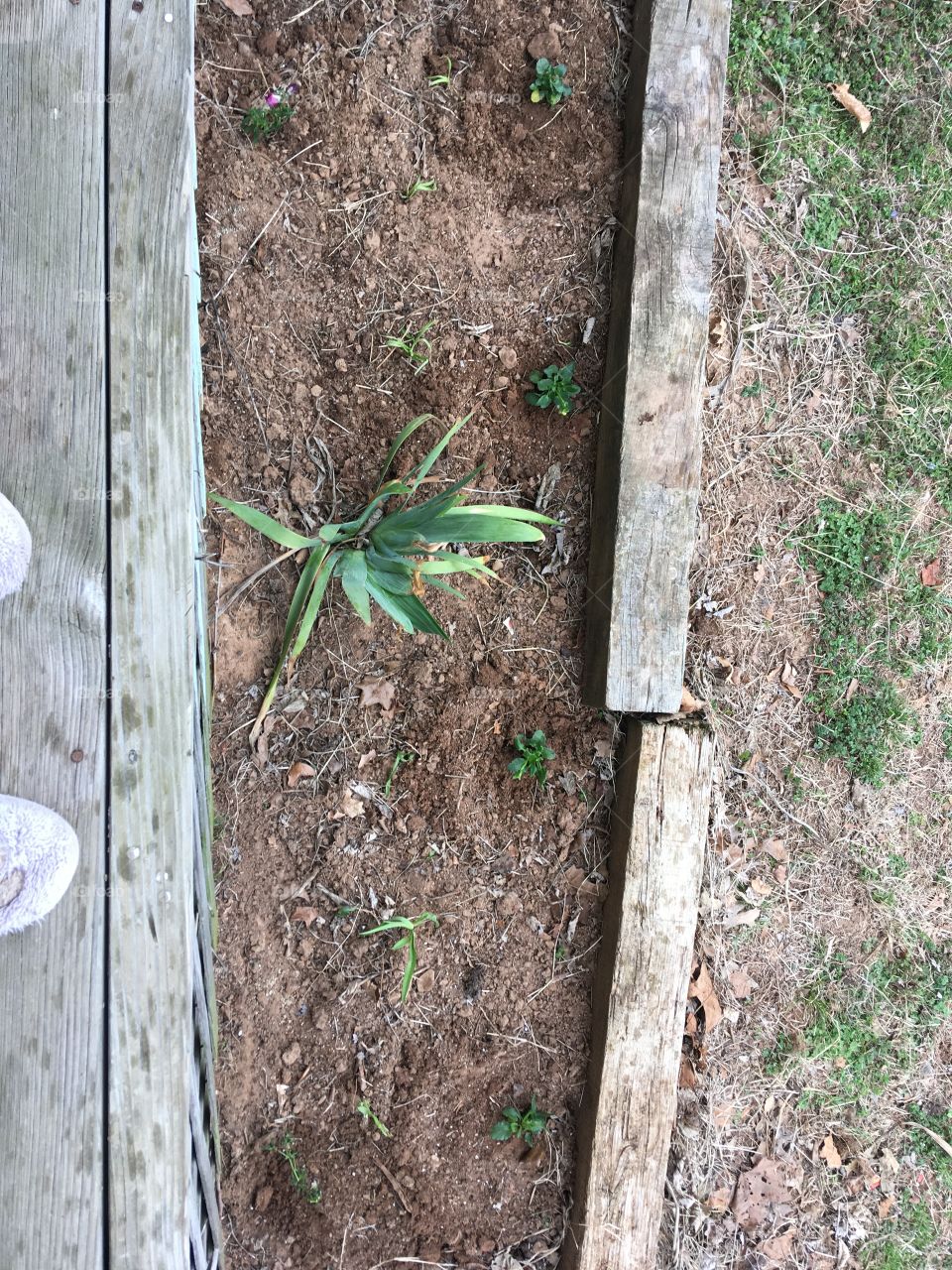 Working on this one. Does not have much yet. Iris and a few pansy for quick color!