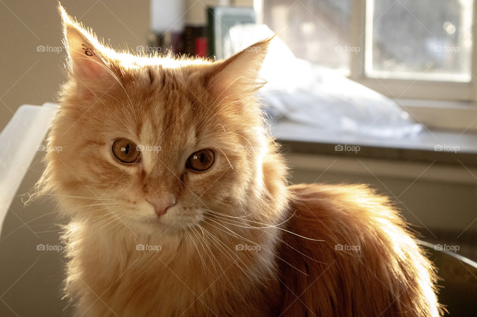 Yellow cat under soft afternoon sunlight