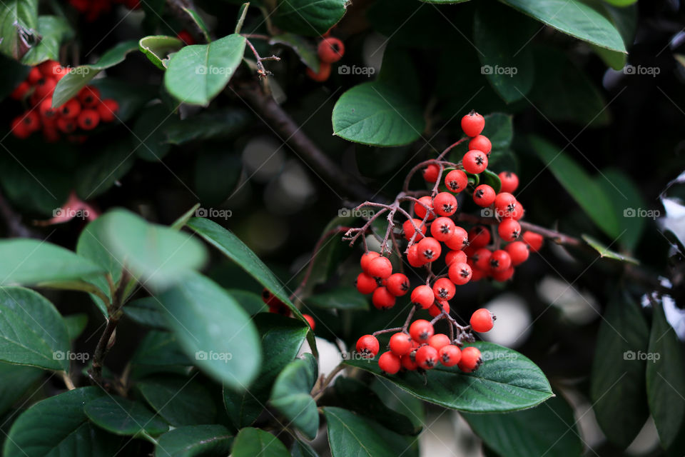 Red little things growing on a tree