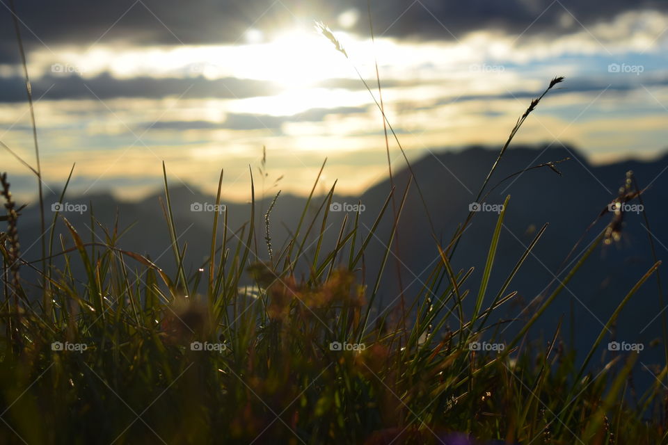 Grass at the alps