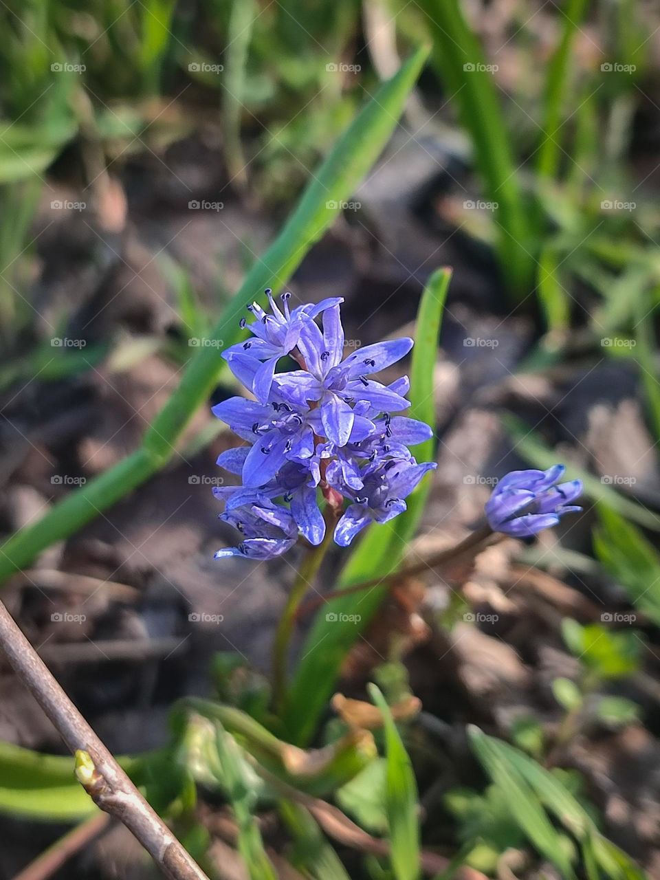 Blueberry flowers, first spring flowers blooming, Scilla bifolia, botanical picture